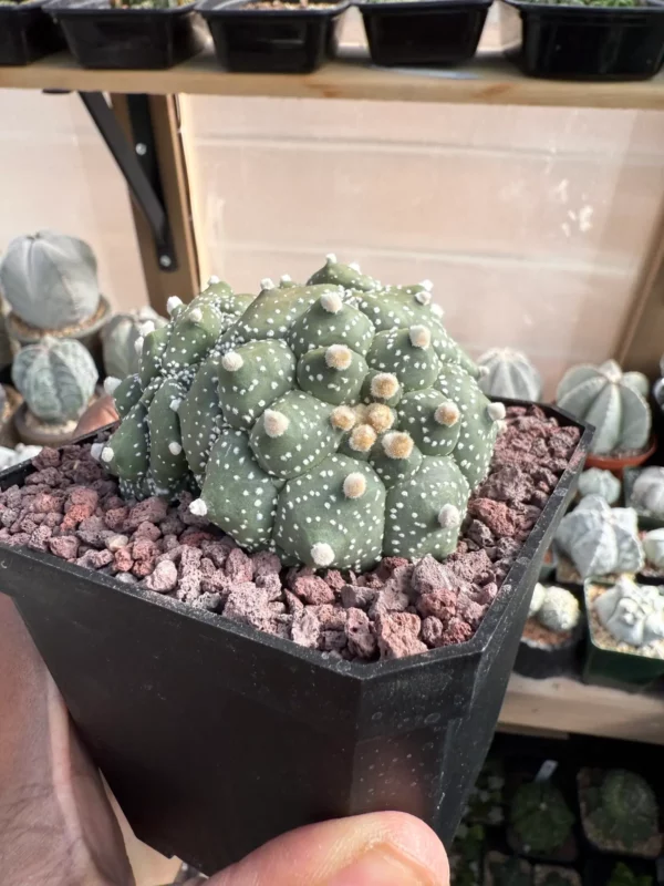 Astrophytum asterias cv. Kikko 3 Headed - Image 2