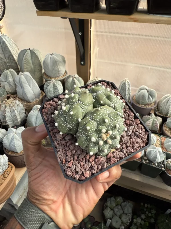 Astrophytum asterias cv. Kikko 3 Headed