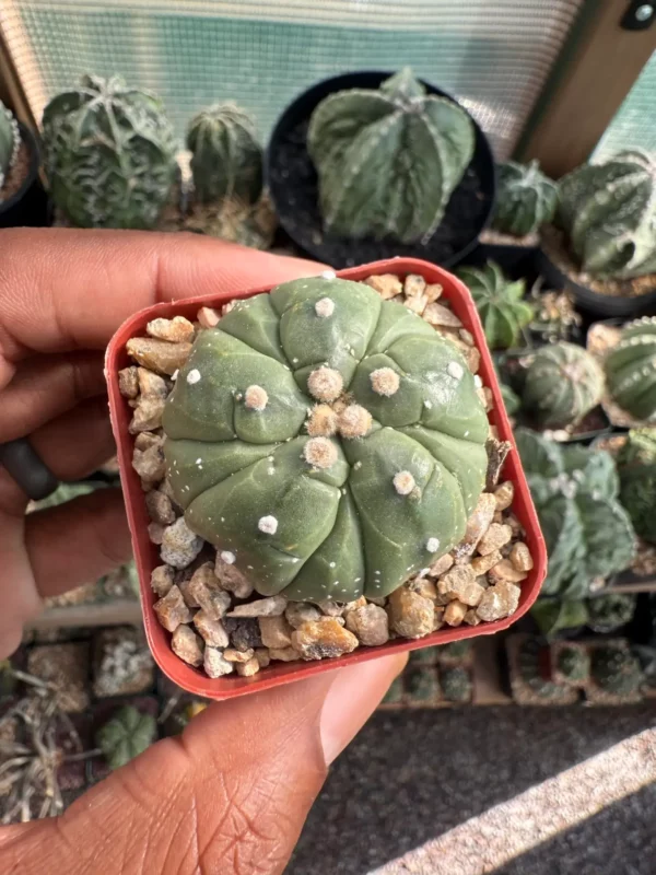 Astrophytum asterias cv. Fukuryu nudum - Image 3