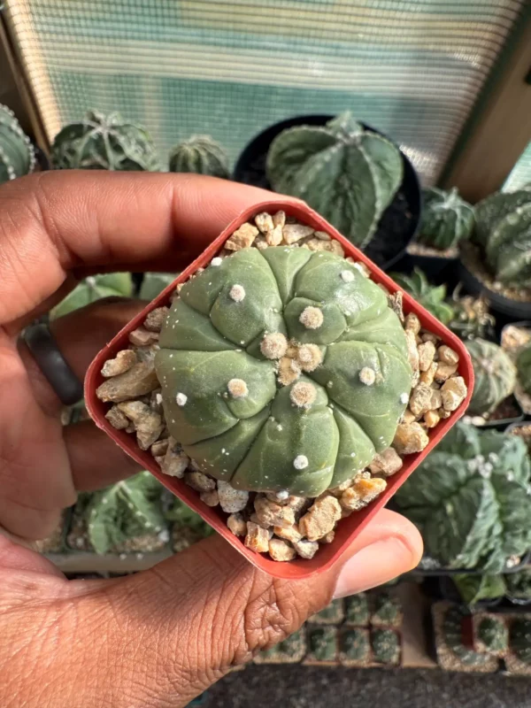 Astrophytum asterias cv. Fukuryu nudum