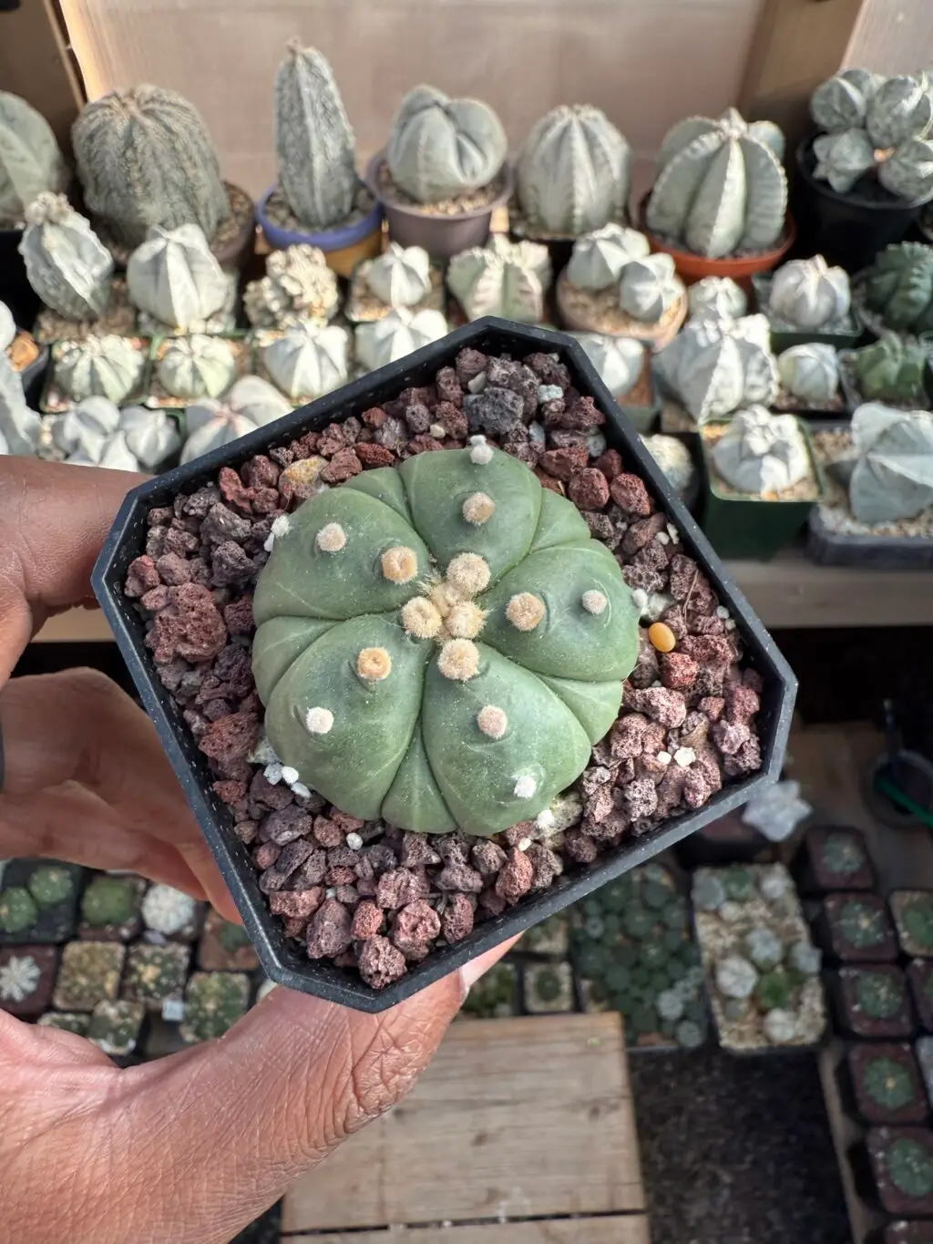 Astrophytum asterias cv. Fukuryu nudum