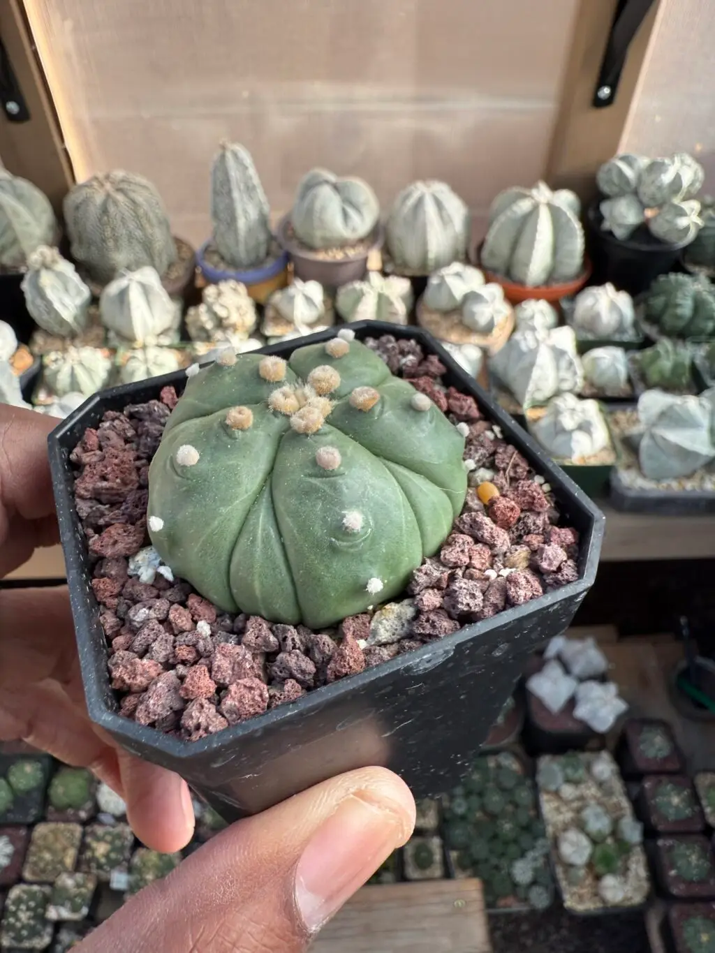 Astrophytum asterias cv. Fukuryu nudum - Image 2