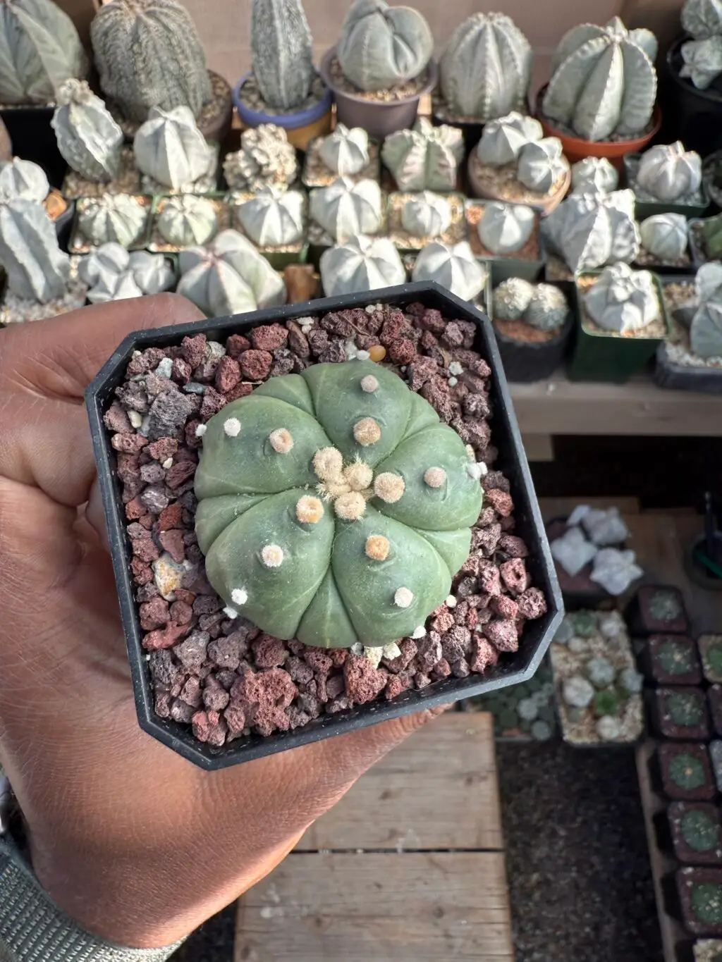 Astrophytum asterias cv. Fukuryu nudum - Image 3