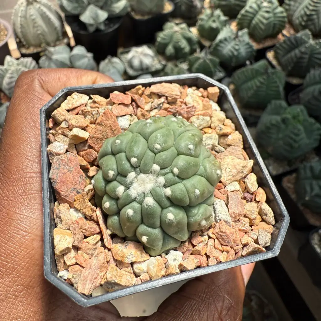 Astrophytum asterias cv. Kikko Lizard Skin 2 Headed