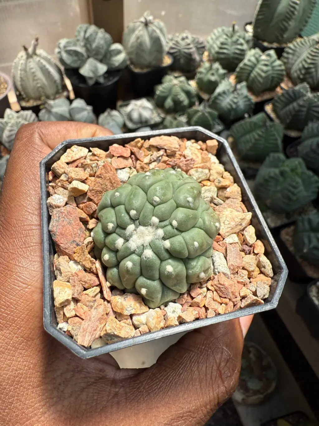 Astrophytum asterias cv. Kikko Lizard Skin 2 Headed