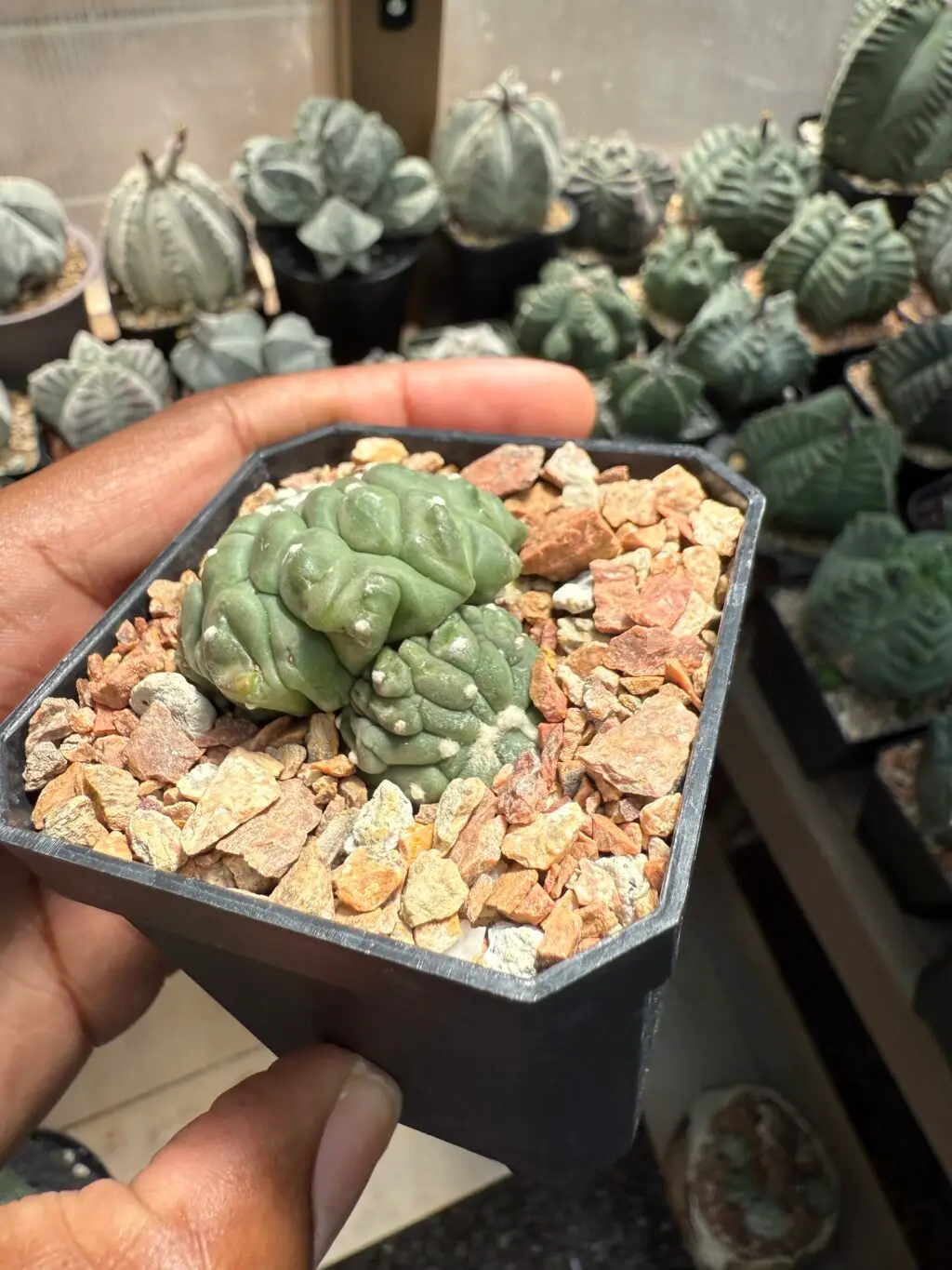 Astrophytum asterias cv. Kikko Lizard Skin 2 Headed - Image 2