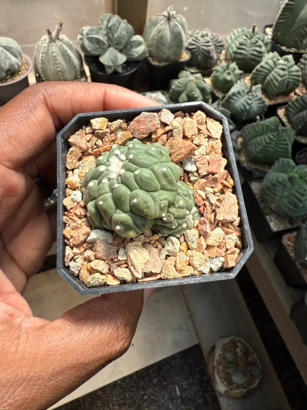 Astrophytum asterias cv. Kikko Lizard Skin 2 Headed - Image 3