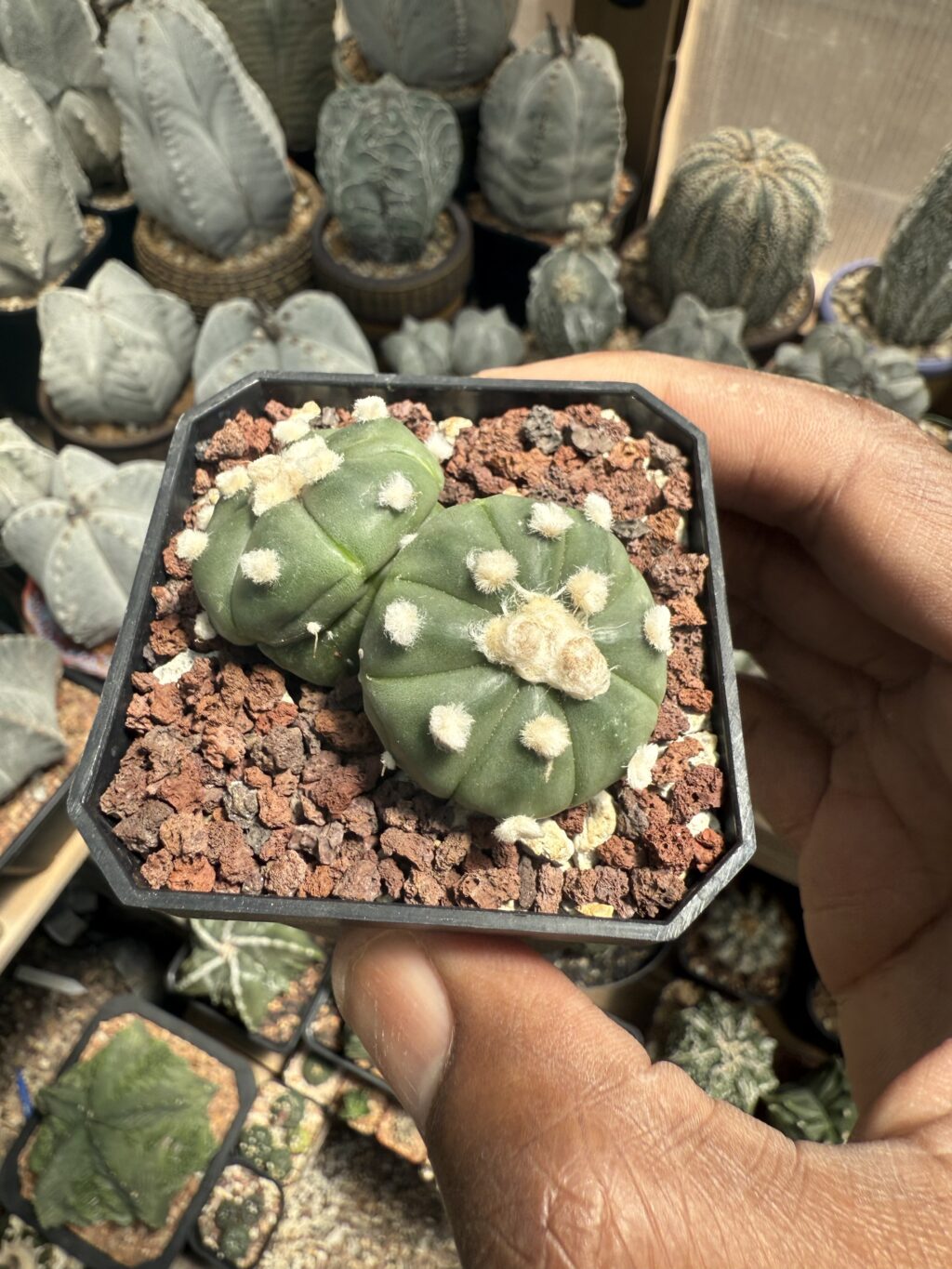 Astrophytum asterias 2 Headed - Image 3