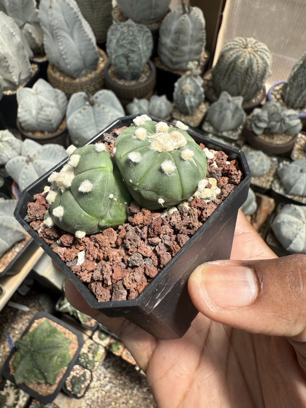 Astrophytum asterias 2 Headed - Image 2