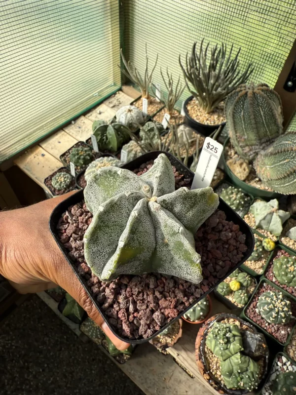 Astrophytum myriostigma