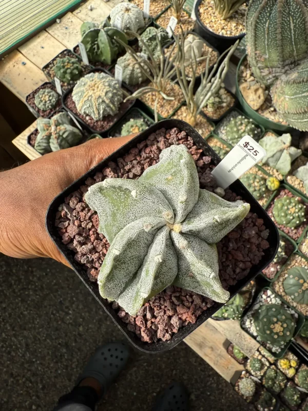 Astrophytum myriostigma - Image 2