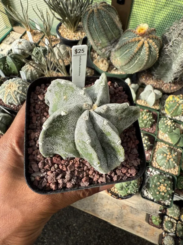 Astrophytum myriostigma - Image 3