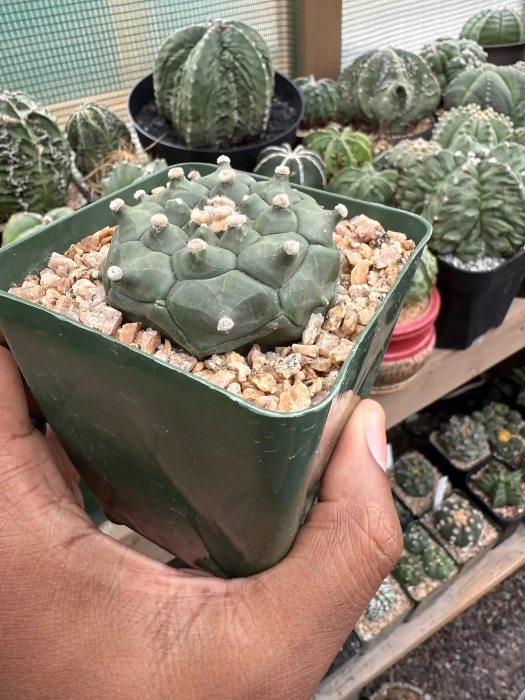 Astrophytum asterias cv. Kikko Durian - Image 3