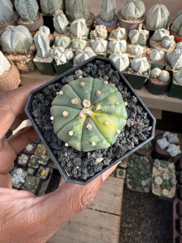 Astrophytum asterias Variegated