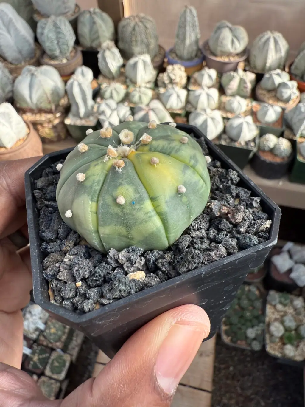 Astrophytum asterias Variegated - Image 2