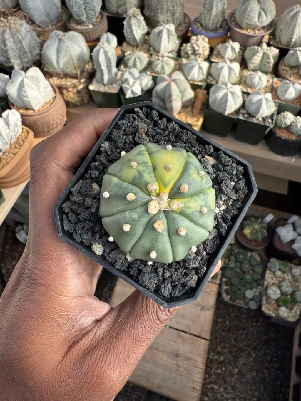 Astrophytum asterias Variegated - Image 3