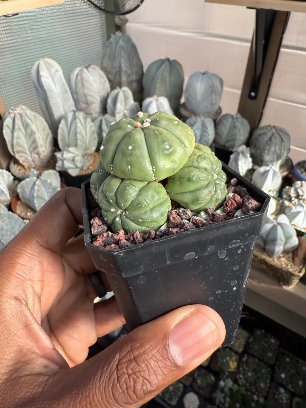 Astrophytum asterias cluster - Image 3