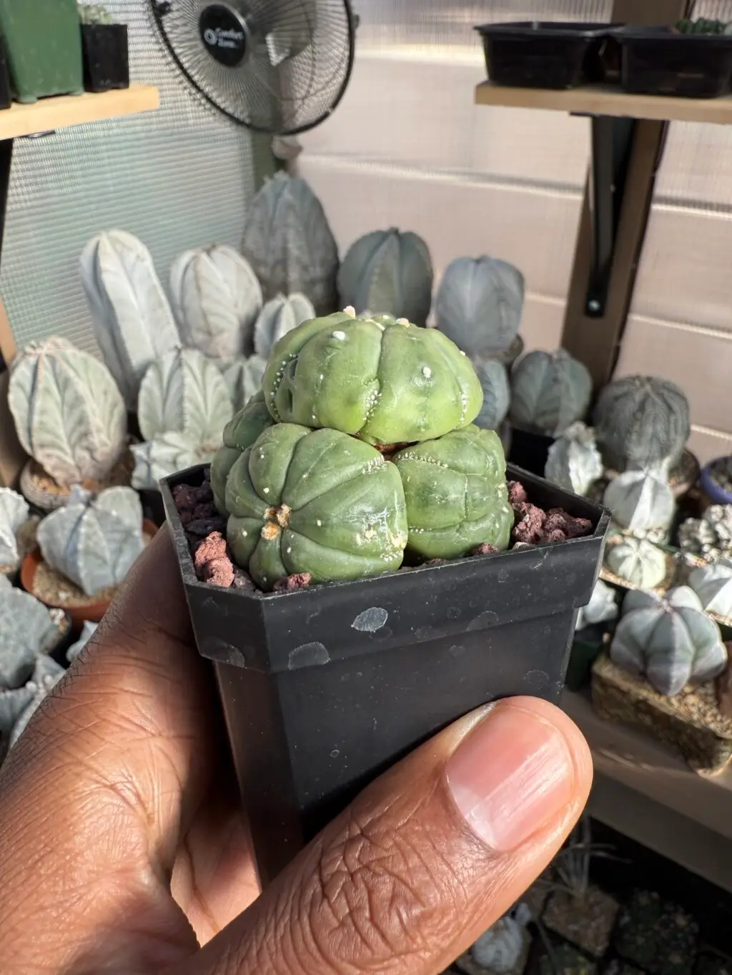 Astrophytum asterias cluster - Image 2