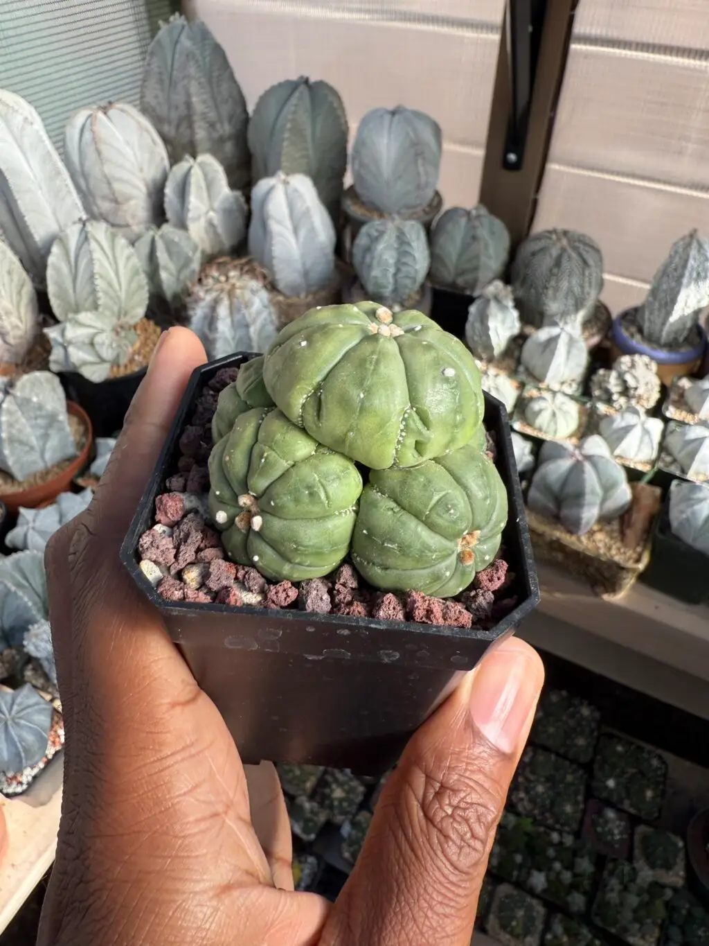 Astrophytum asterias cluster