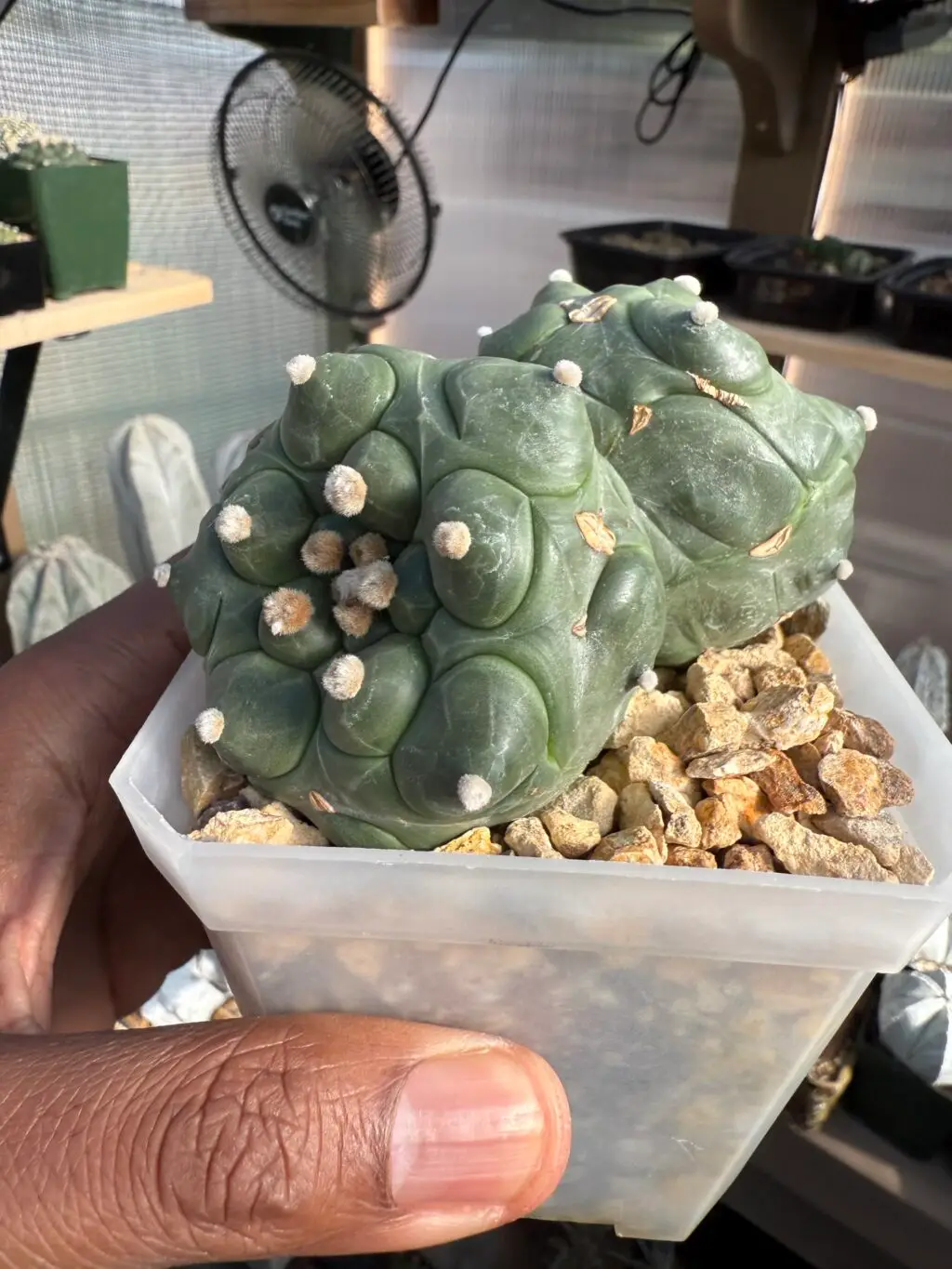 Astrophytum asterias cv. Kikko 2 Headed