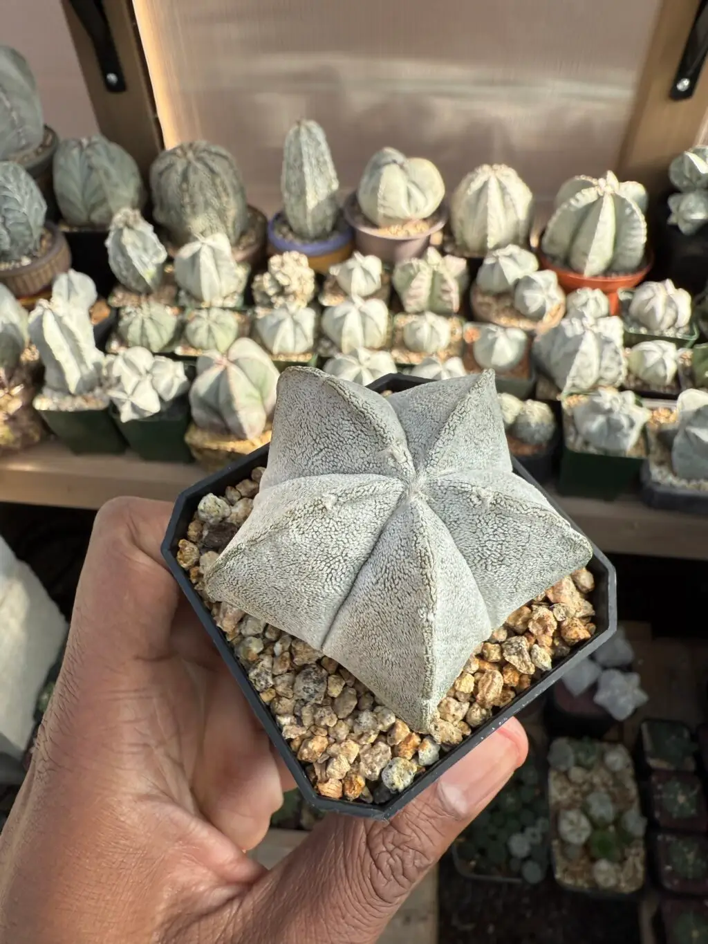 Astrophytum coahuilense - Image 3