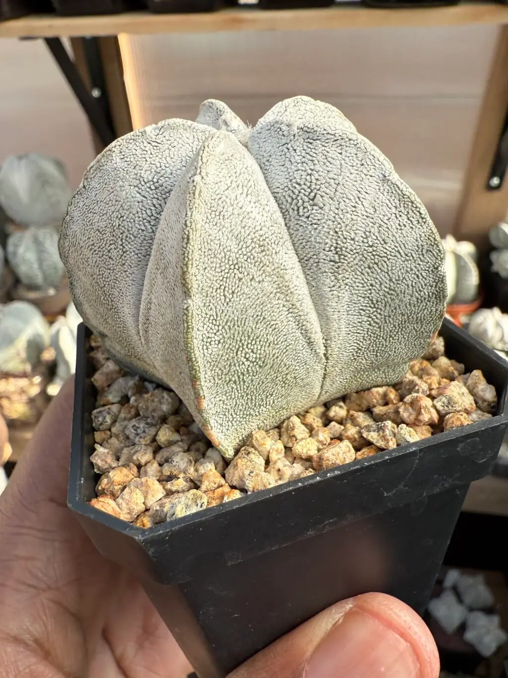 Astrophytum coahuilense - Image 2