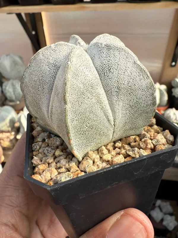 Astrophytum coahuilense - Image 2