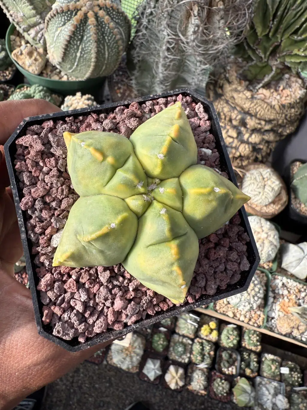 Astrophytum myriostigma cv. Kikko nudum Variegated