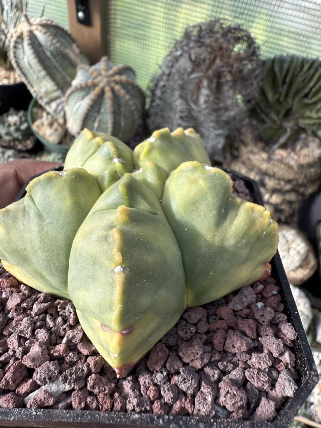 Astrophytum myriostigma cv. Kikko nudum Variegated - Image 2