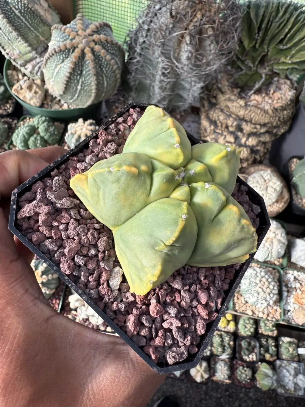 Astrophytum myriostigma cv. Kikko nudum Variegated - Image 3