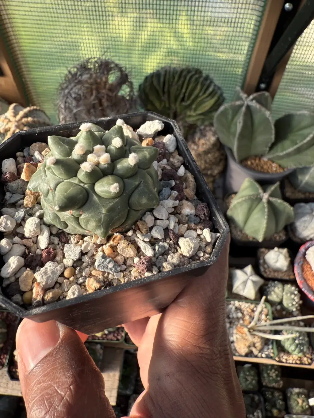 Astrophytum asterias cv. Kikko Durian