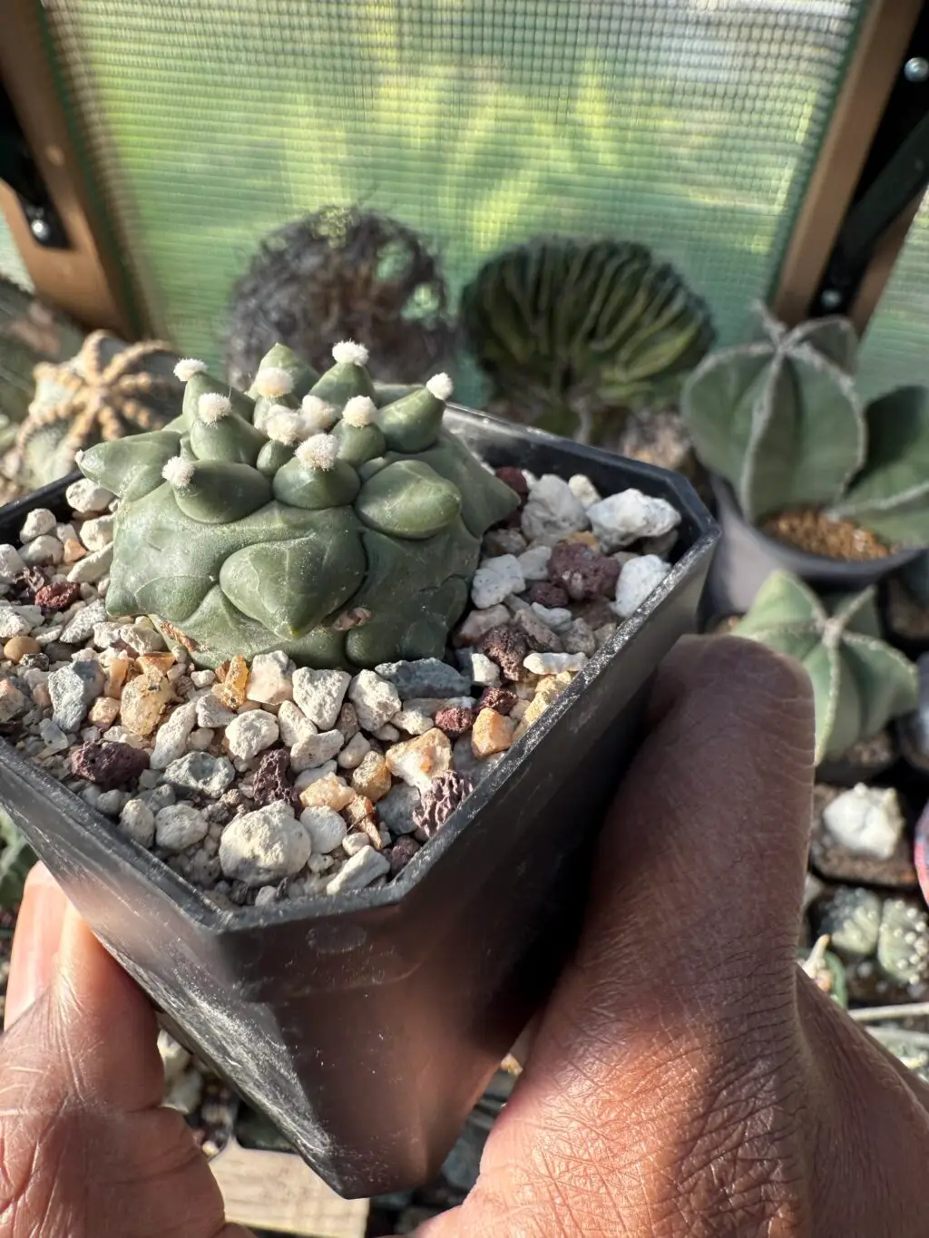 Astrophytum asterias cv. Kikko Durian - Image 2