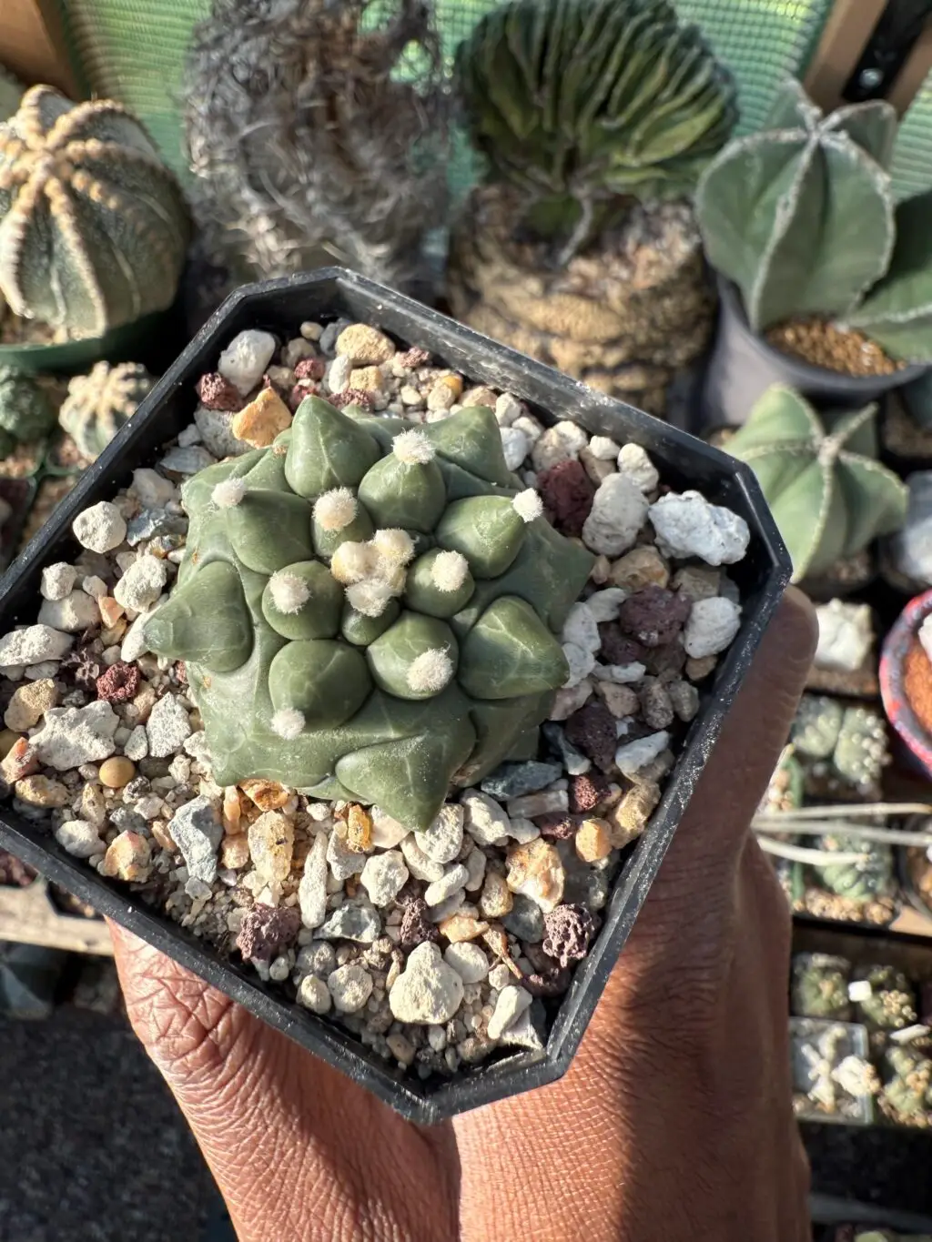 Astrophytum asterias cv. Kikko Durian - Image 3