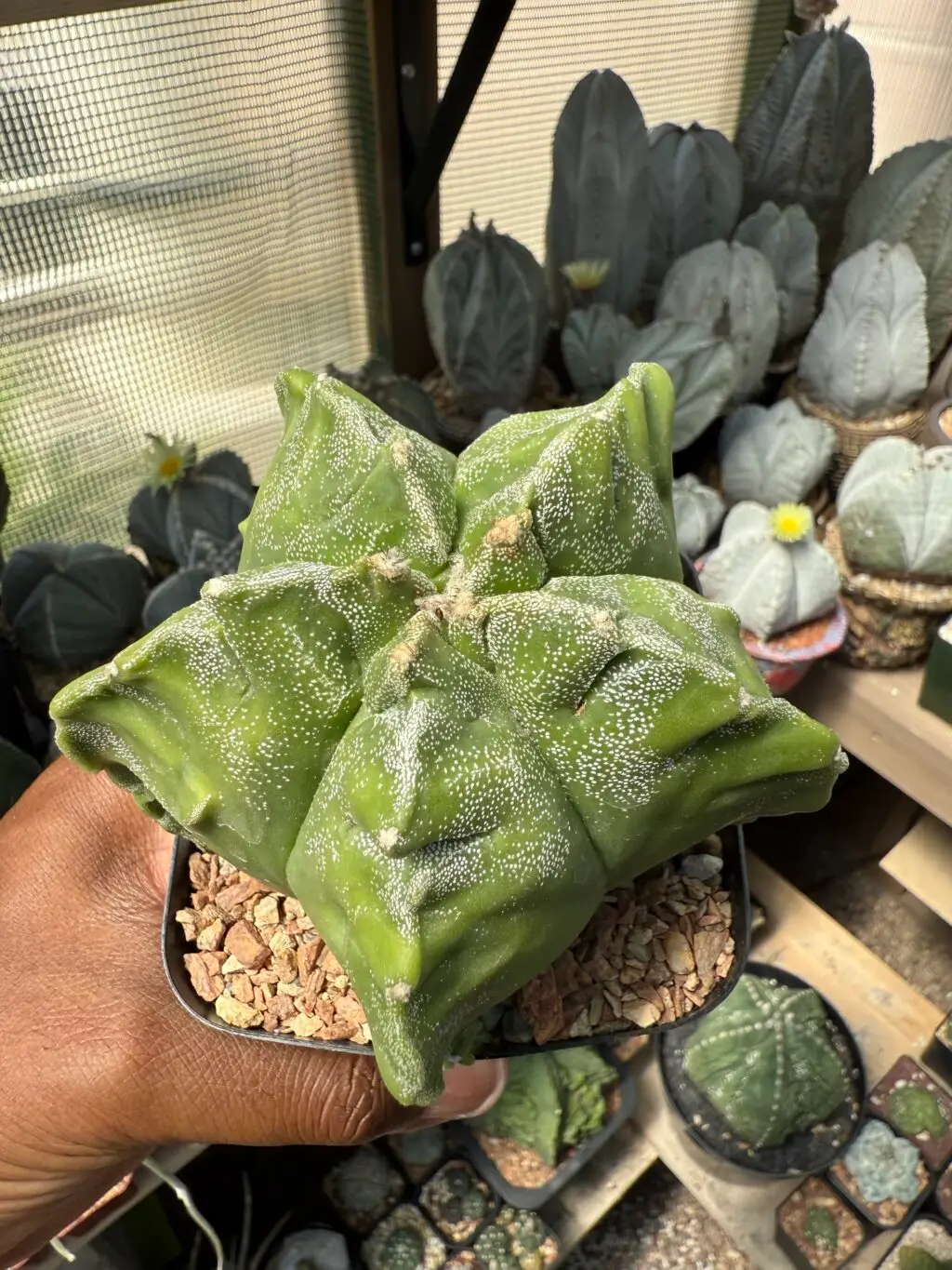 Astrophytum myriostigma cv. Kikko Fukuryu - Image 3
