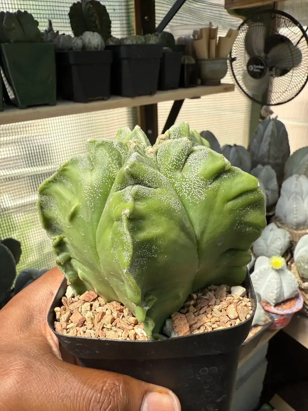 Astrophytum myriostigma cv. Kikko Fukuryu - Image 2