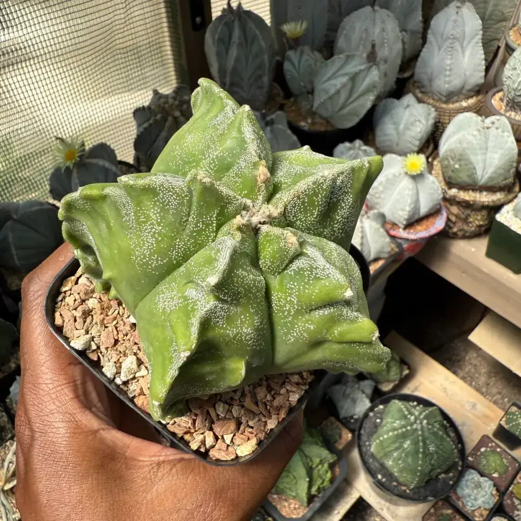 Astrophytum myriostigma cv. Kikko Fukuryu