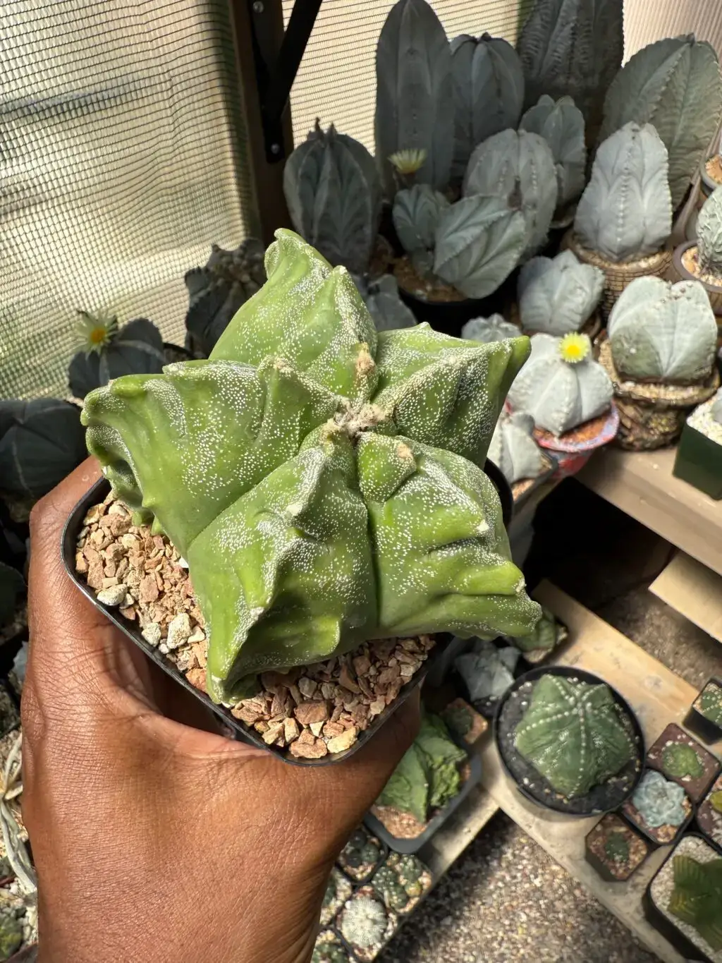 Astrophytum myriostigma cv. Kikko Fukuryu