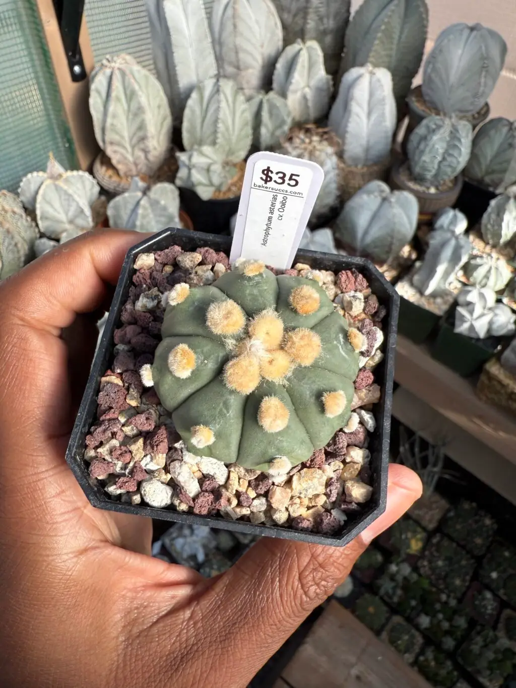 Astrophytum asterias cv. Ooibo nudum