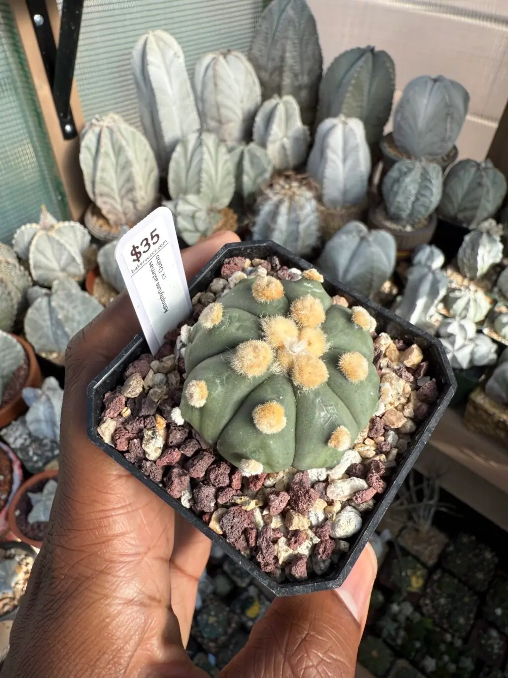 Astrophytum asterias cv. Ooibo nudum - Image 3