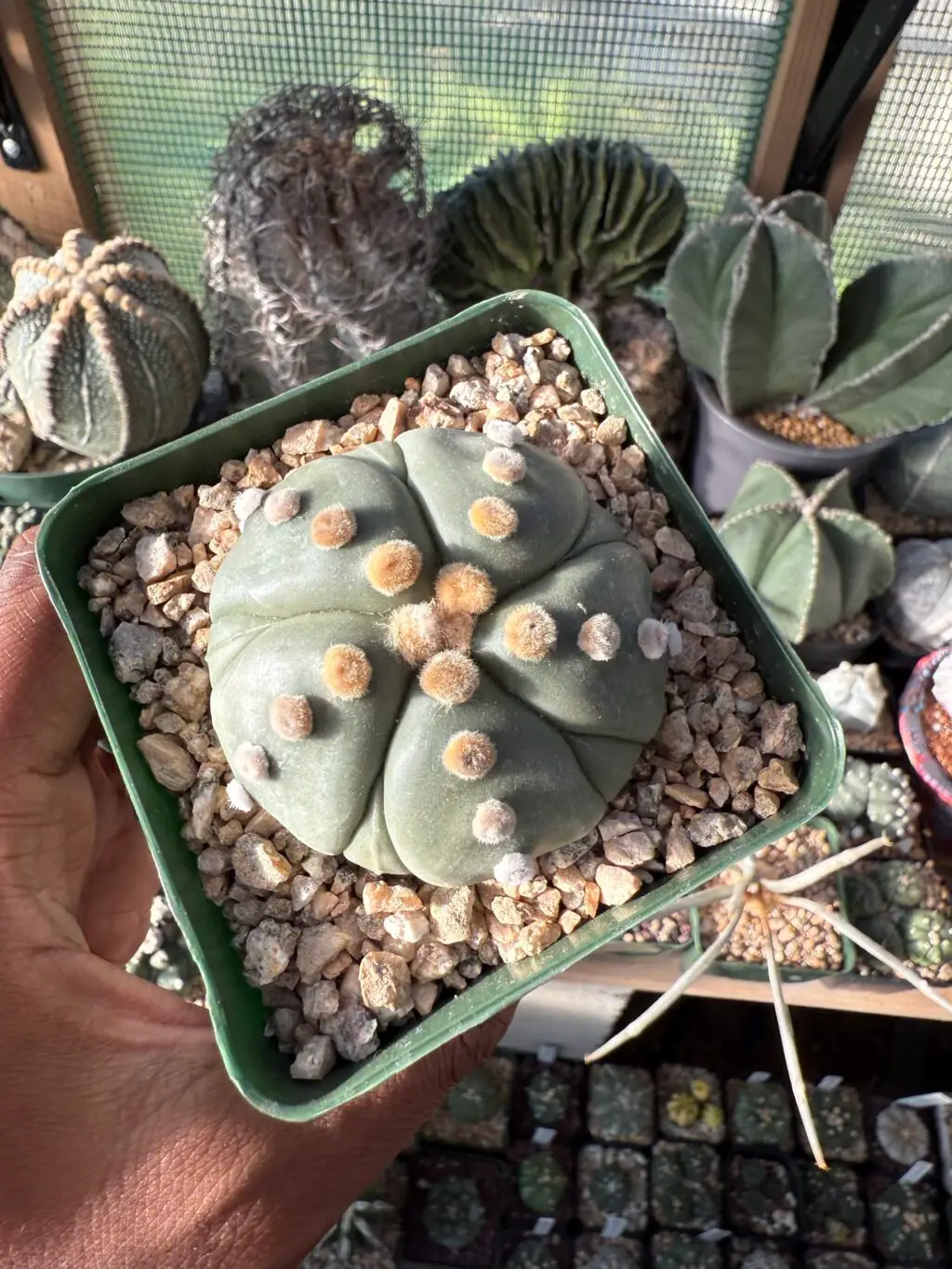 Astrophytum asterias cv. Fukuryu Ooibo