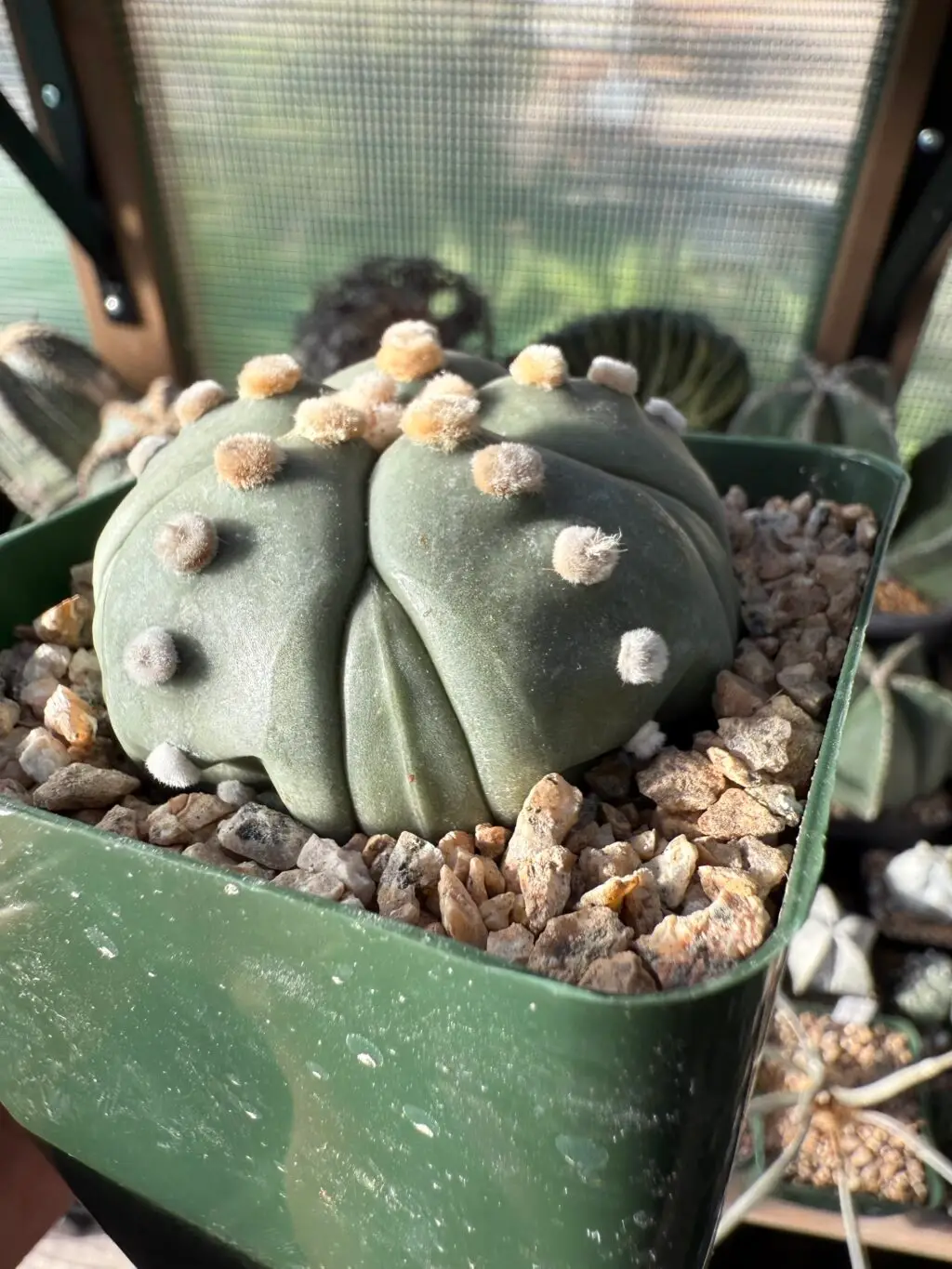 Astrophytum asterias cv. Fukuryu Ooibo - Image 2