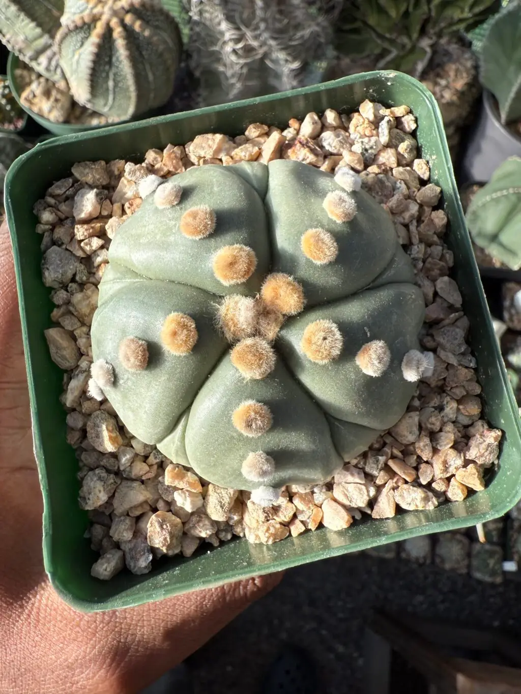 Astrophytum asterias cv. Fukuryu Ooibo - Image 3