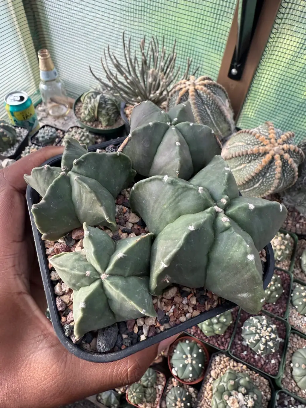 Astrophytum myriostigma cv. Kikko Bundle