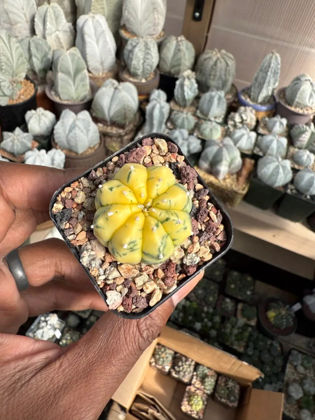 Astrophytum asterias Variegated - Image 3