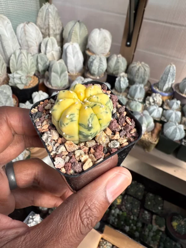 Astrophytum asterias Variegated - Image 2