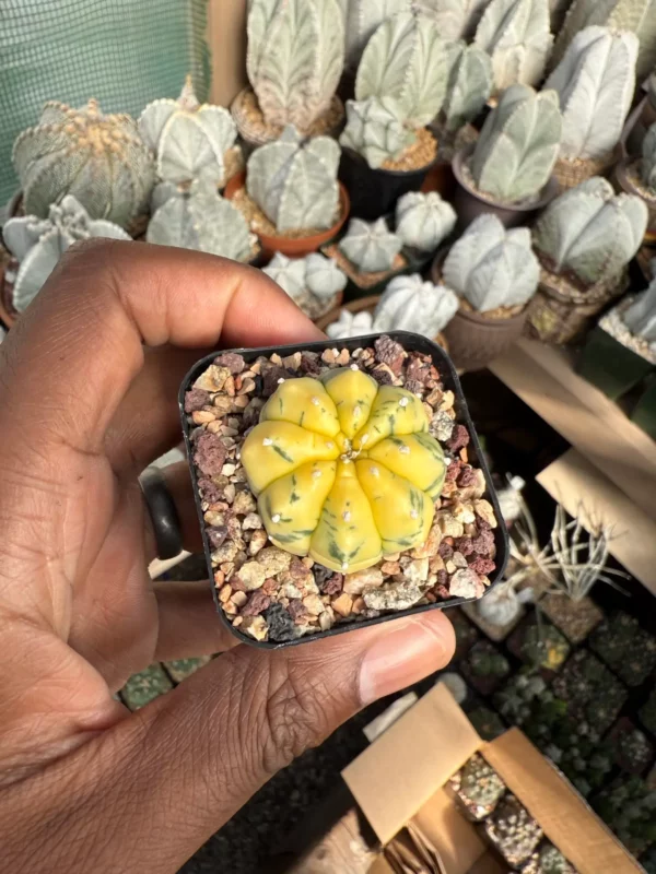 Astrophytum asterias Variegated