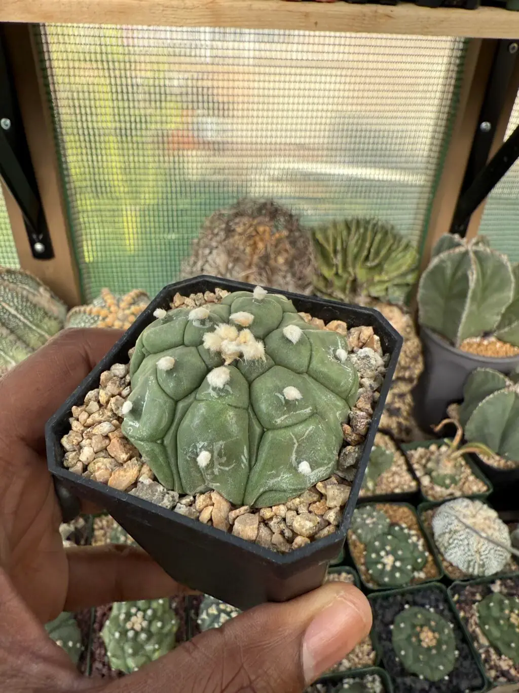 Astrophytum asterias cv. Kikko Fukuryu - Image 2