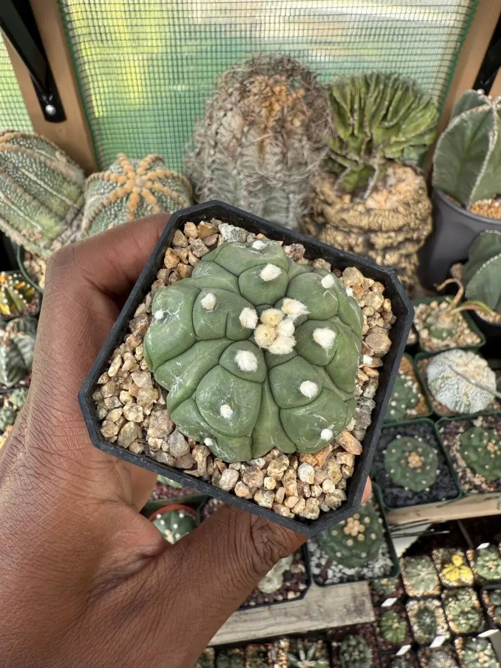 Astrophytum asterias cv. Kikko Fukuryu - Image 3