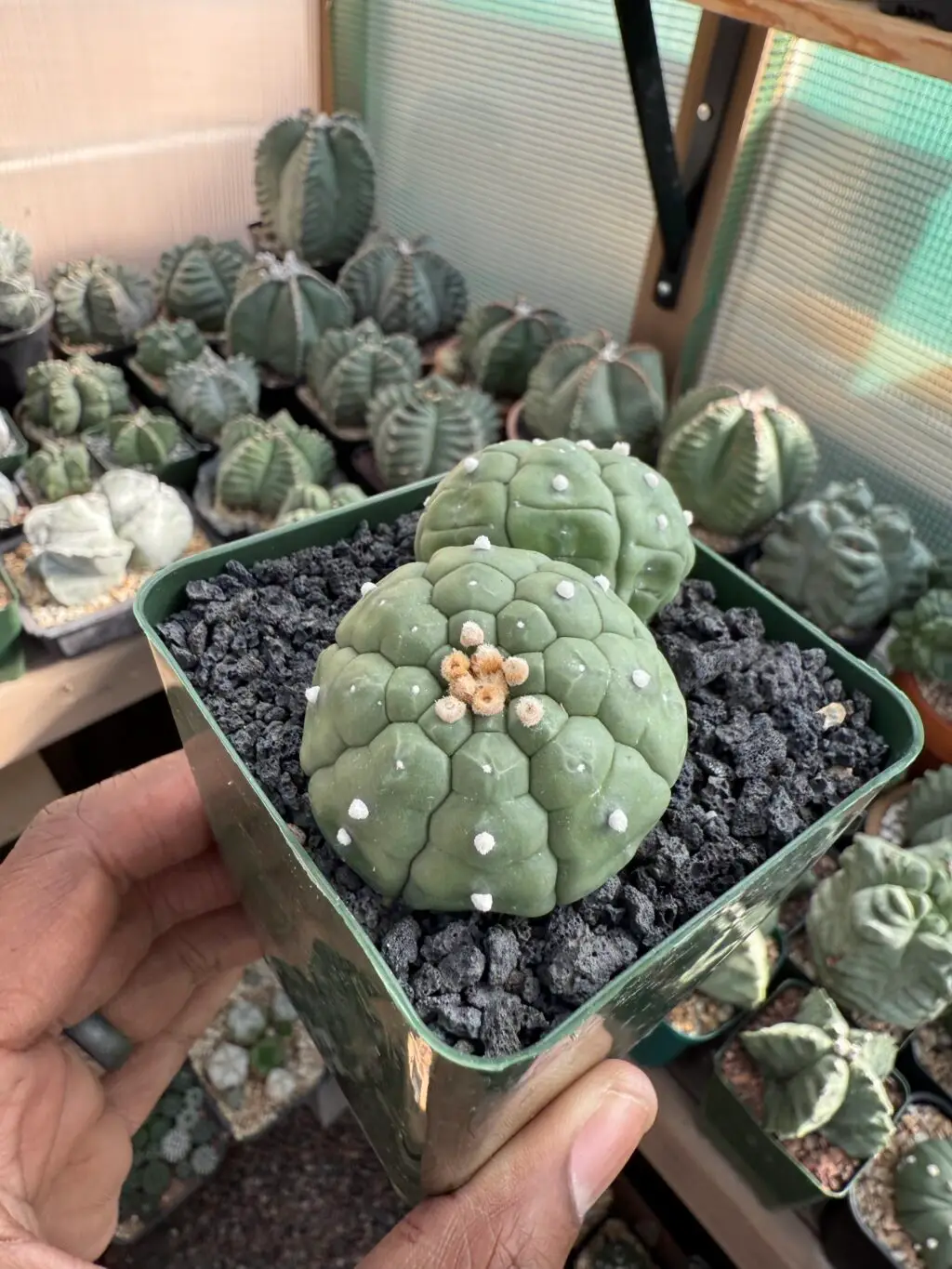 Astrophytum asterias cv. Kikko 2 Headed