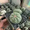 Astrophytum asterias cv. Kikko 2 Headed